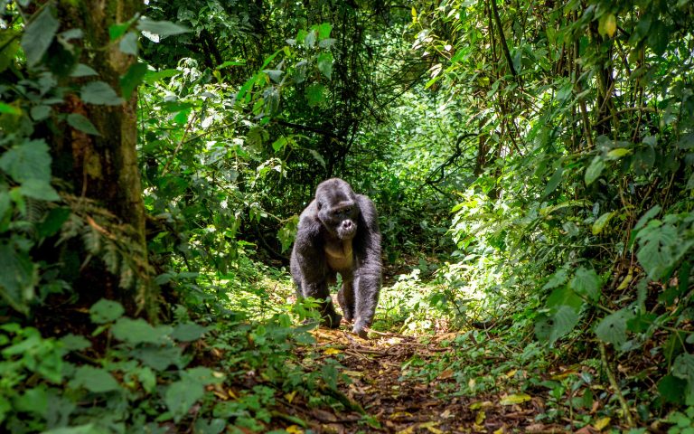 Entebbe – 5 Days Uganda Gorilla Trekking Safari: Bwindi & Queen Elizabeth